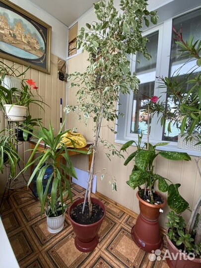 Фикус бенджамина