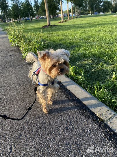 Передержка домашних животных, выгул собак