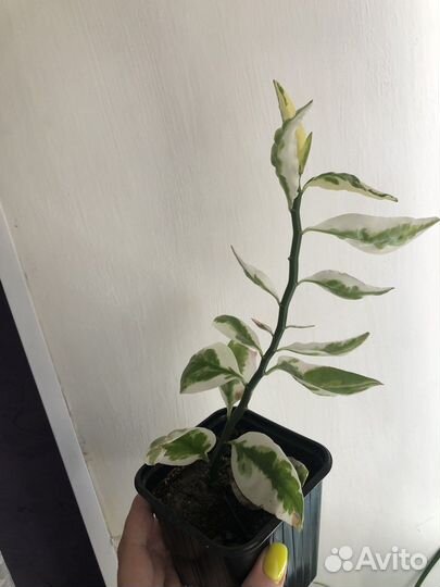 Педилантус