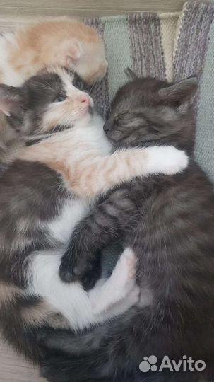 Котята в добрые руки
