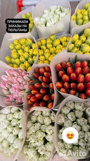 Луковицы тюльпанов голландия