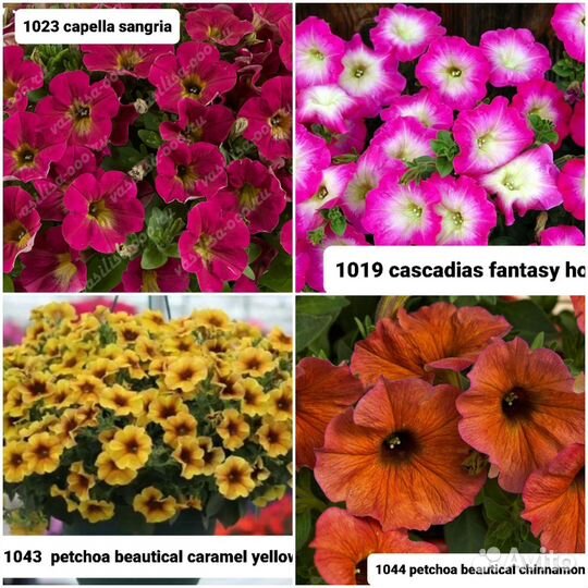 Вегетативная петуния