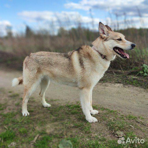 Собака ищет дом