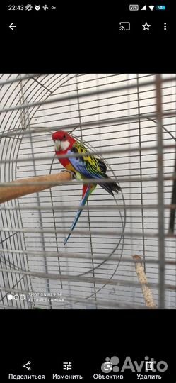 Попугай розелла