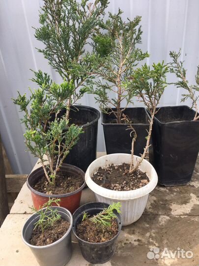 Можжевельник