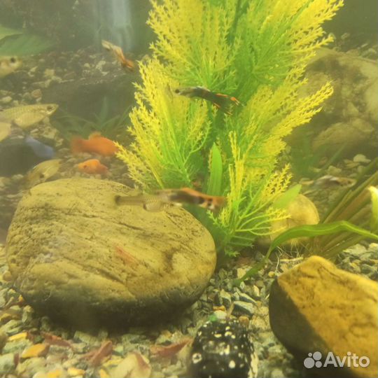 Аквариумные рыбки гуппи, креветки