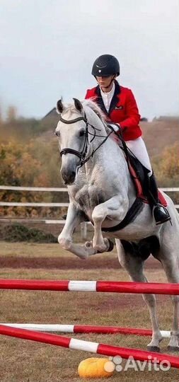 Жеребец орловский рысак