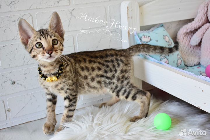 Котенок саванна ф6 (savannah F6 SBT)