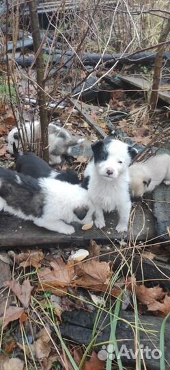 Щенки в добрые руки