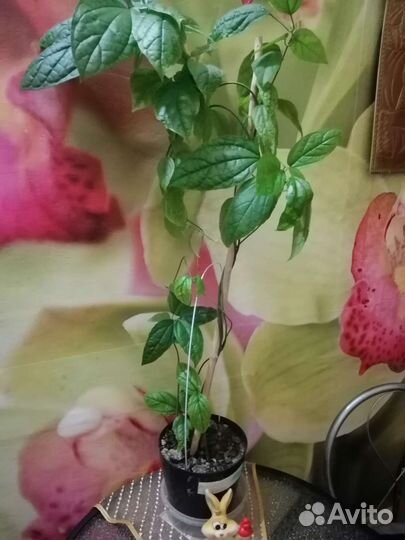 Клеродендрум