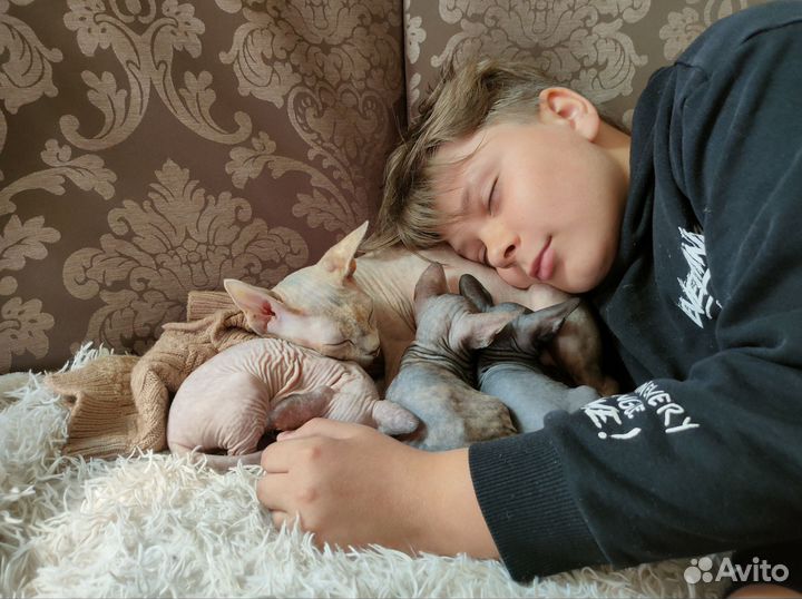 Канадский сфинкс котенок