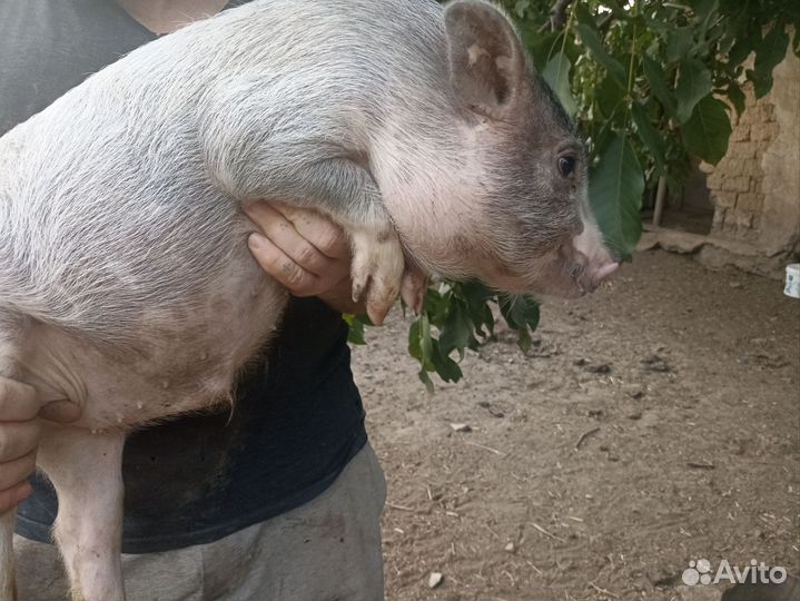 Вьетнамские поросята