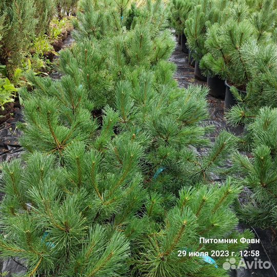 Сосна горная Мугус