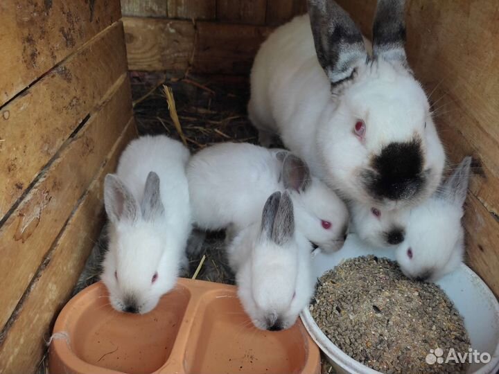 Крольчата