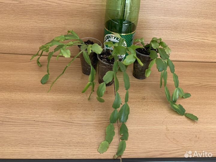 Растения комнатные