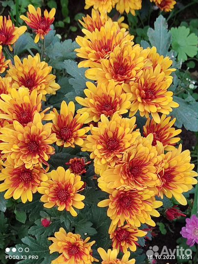 Хризантемы мультифлора