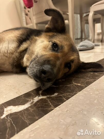 Саффи погибает за решеткой приюта