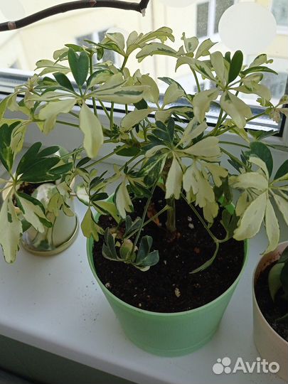 Шефлера Жанин