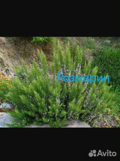 Розмарин и лаванда