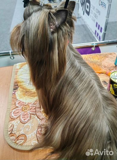 Йоркширский терьер (вязка, мальчик)