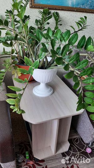 Продам цветы комнатные