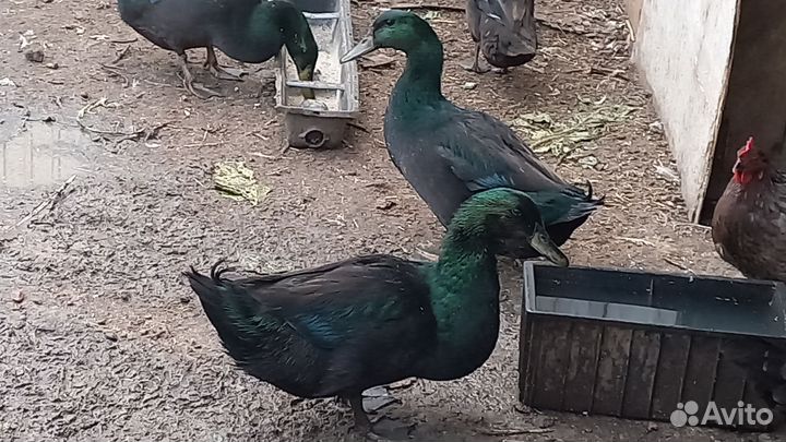 Инкубационное яйцо утки Каюги