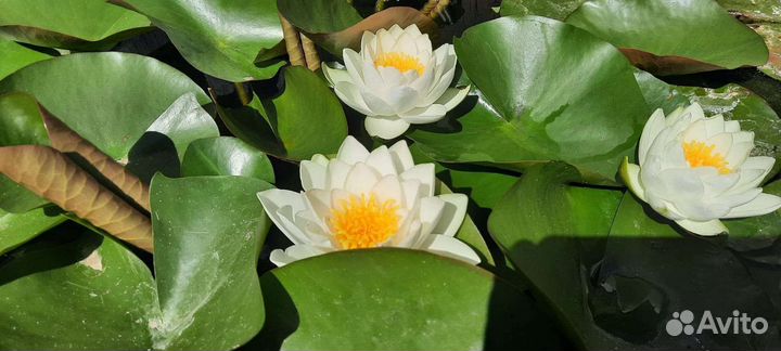 Цветы Нимфея