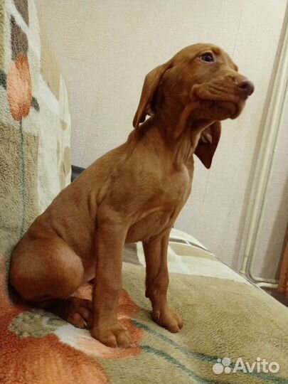 Кобель выжлы готов к вязке