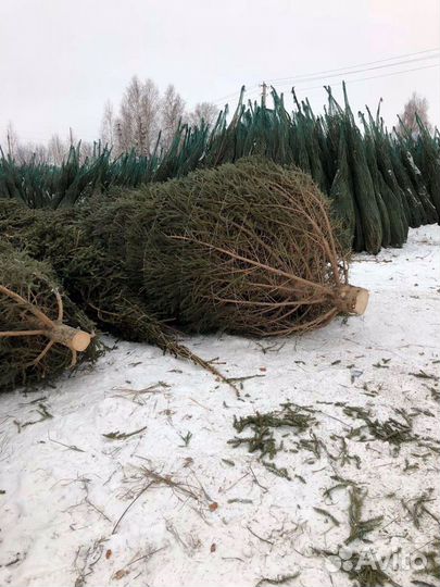 Ель,Сосна новогодняя