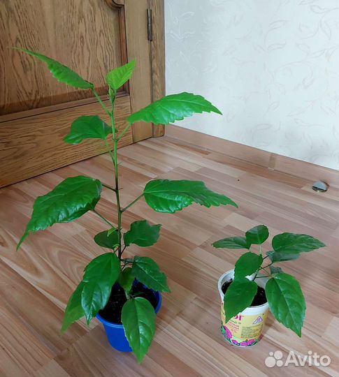 Фикусы,пальмы,кротоны и др