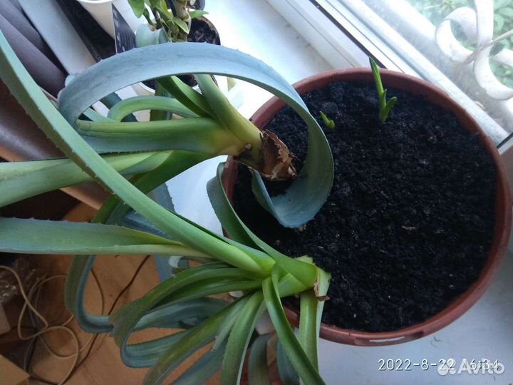 Агава голубая