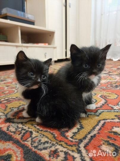 Милые котята в добрые руки