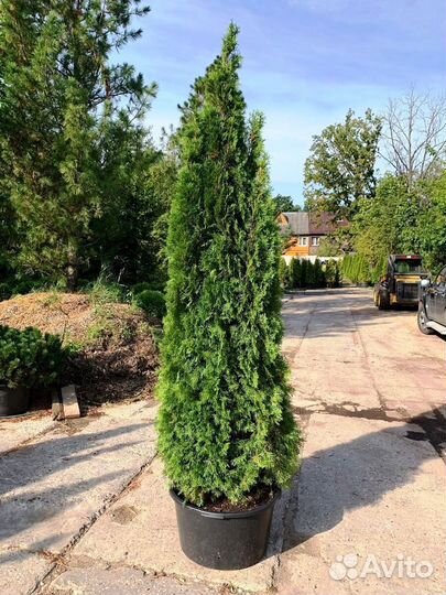 Туя Смарагд