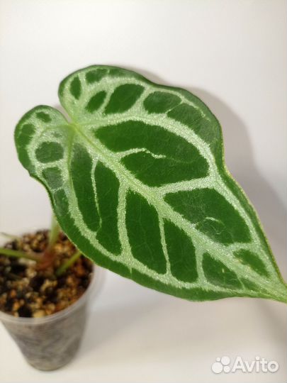 Anthurium Crystallinum (cultivar)