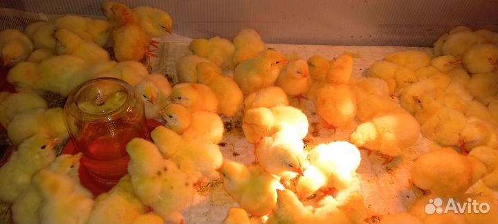 Цыплята, индюшата, бройлер,гусята,утята,мулард