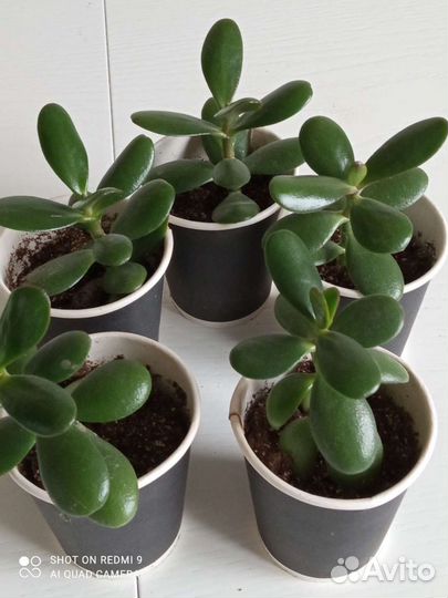 Комнатные цветы