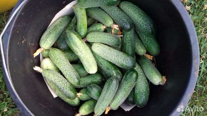 Огурцы свежие домашние, крыжовник