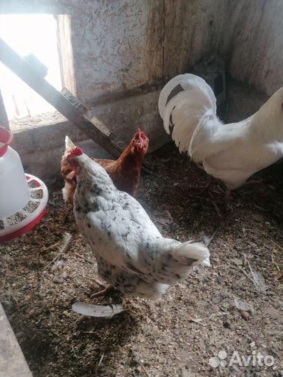 Семья Пушкинских кур чистопородных