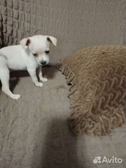 Той-терьер щенок