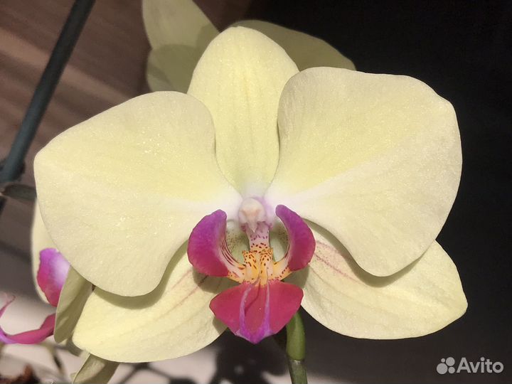 Орхидея фаленопсис