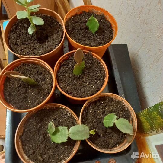 Рипсалидопсис розовый детки