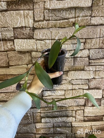 Комнатные растения цветы