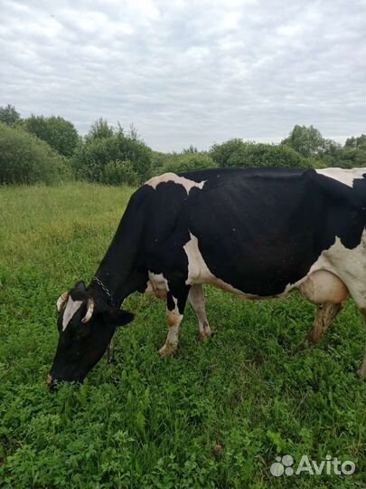 Корова стельная дойная
