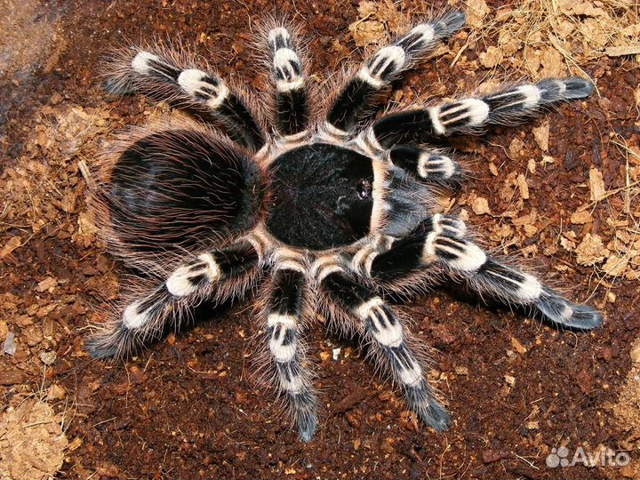 Паук птицеед Acanthoscurria geniculata L8 Самка