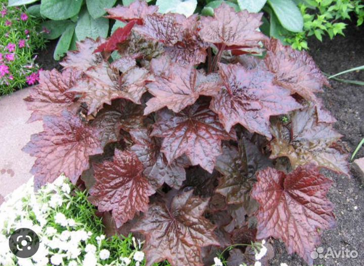 Гейхеры, Седум, Флокс ранний, Кочедыжник