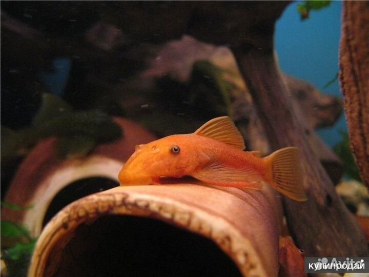 Аквариумные растения, Рыбки, Улитки