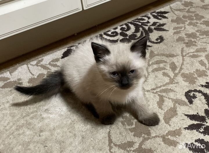 Тайские котята