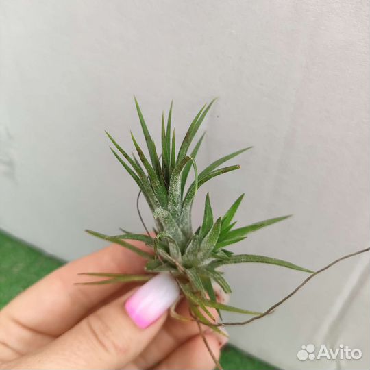 Цветы различные