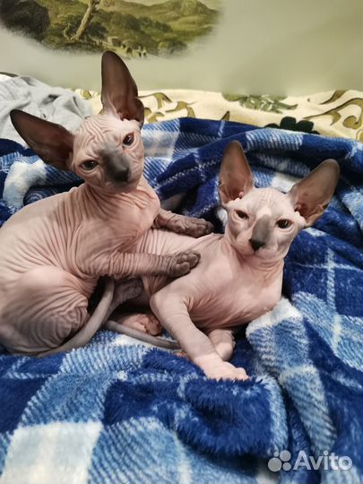 Донской сфинкс котята