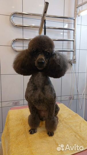 Грумер Уход за вашими питомцами